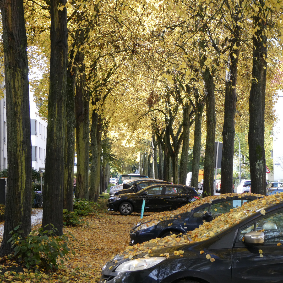 Allee im Herbst