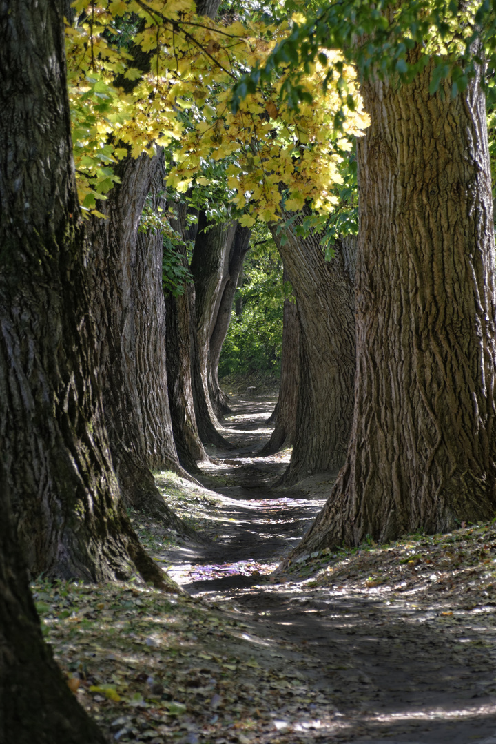 Allee im Herbst