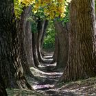 Allee im Herbst