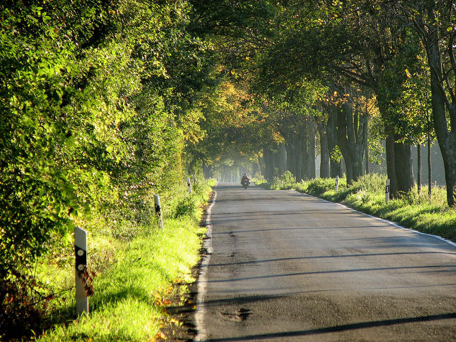 Allee im Herbst