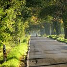 Allee im Herbst