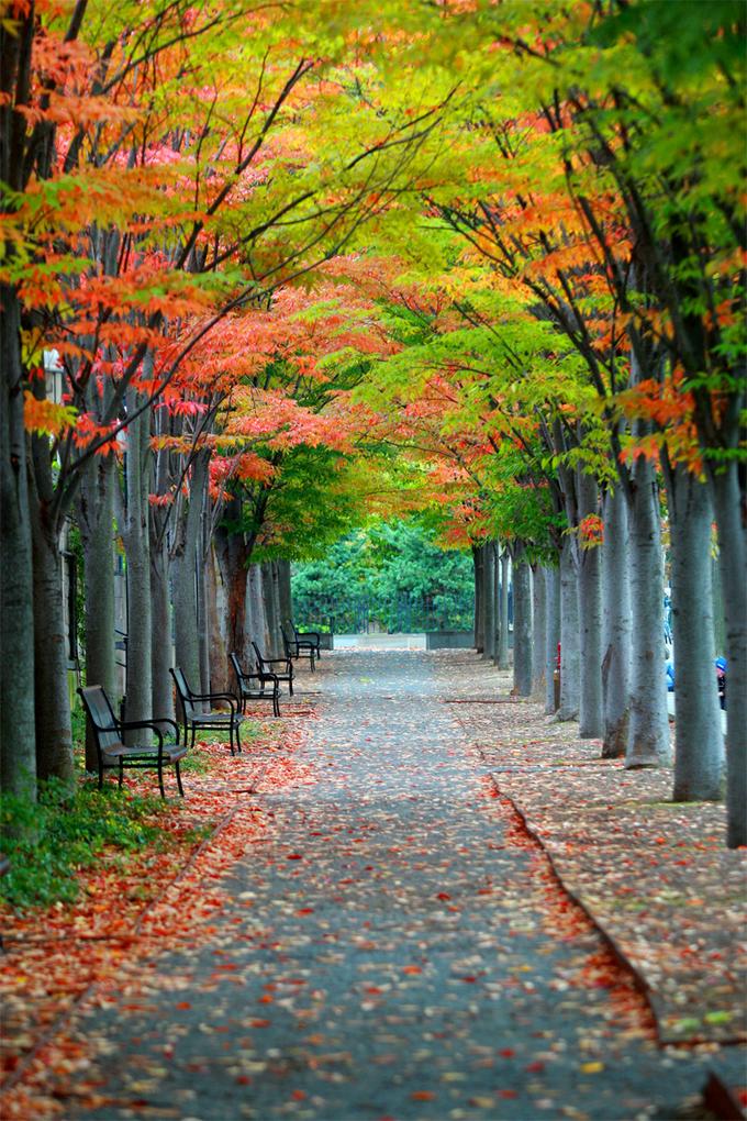 Allee im Herbst, Princeton, USA