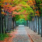 Allee im Herbst, Princeton, USA