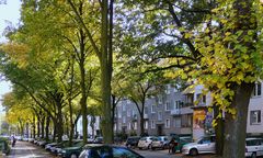 Allee im Herbstgewand