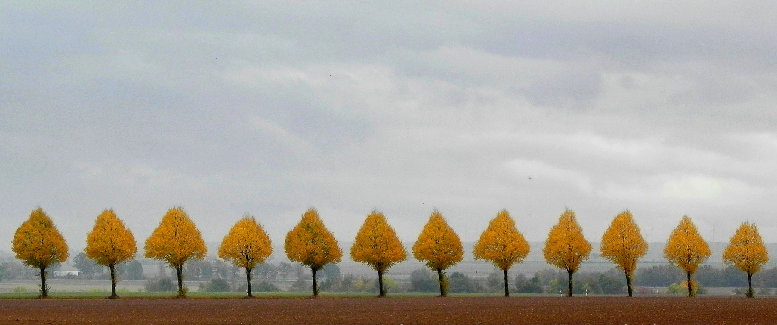 Allee im Herbstgewand