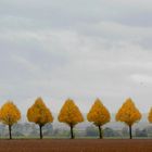 Allee im Herbstgewand