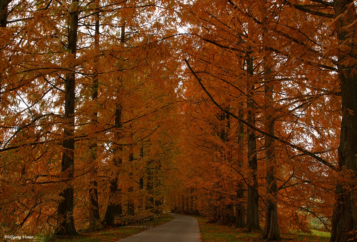 Allee im Herbstkleid auf der Insel Mainau