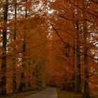 Allee im Herbstkleid auf der Insel Mainau