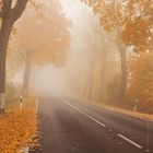 Allee im Herbstnebel