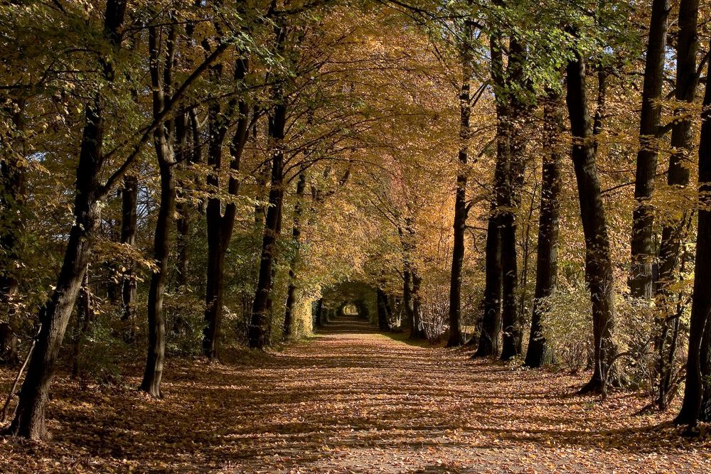 Allee im Hermann-Löns-Park (Hannover)