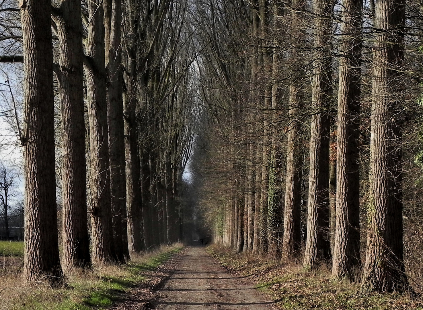 Allee im Januar