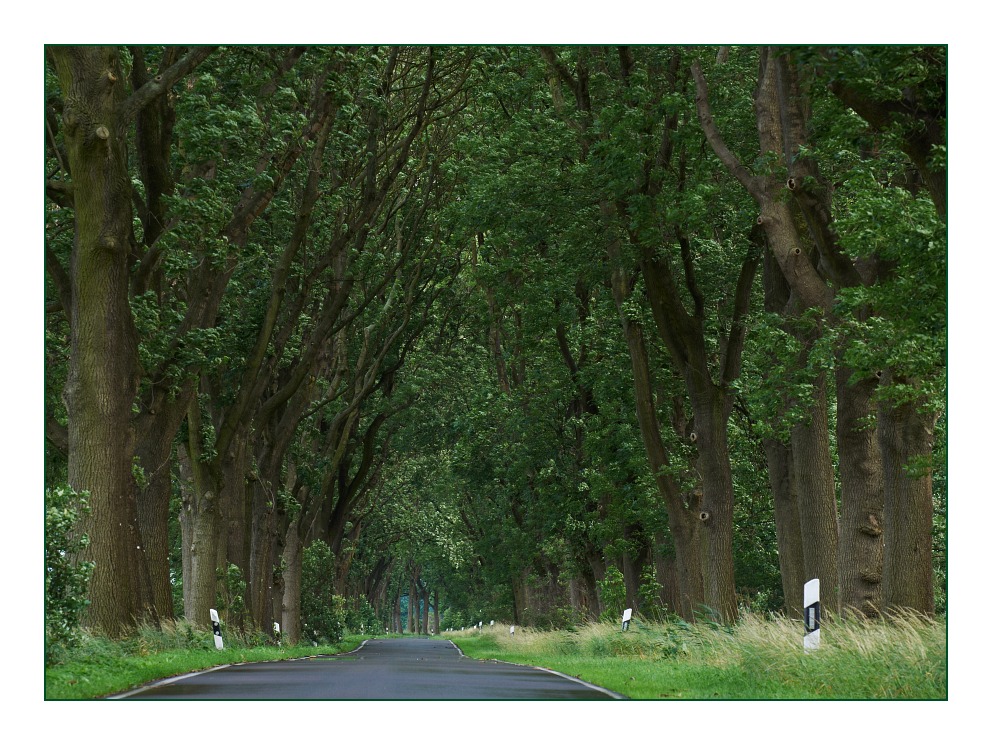 Allee im Kreis Oberhavel