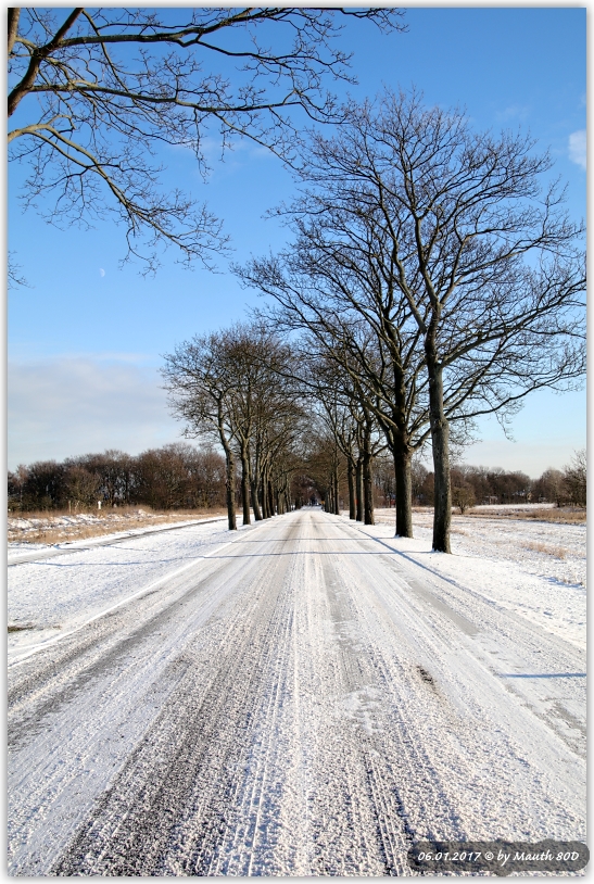 Allee im Land Brandenburg