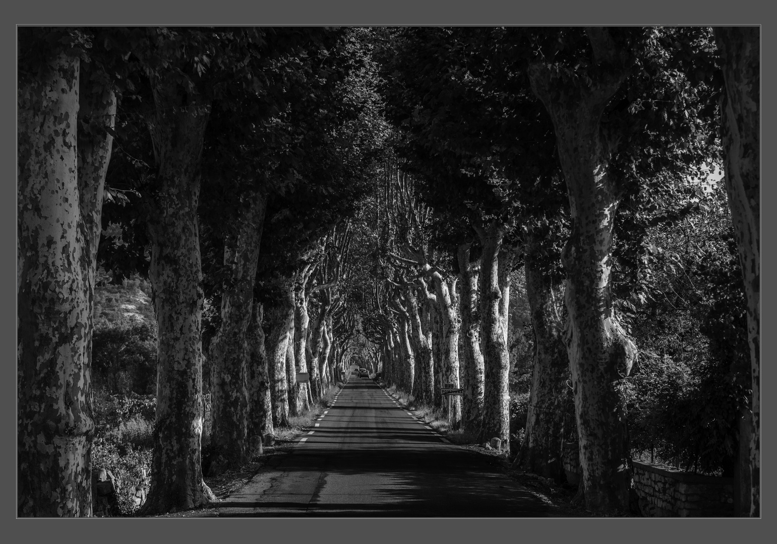 Allée im Languedoc