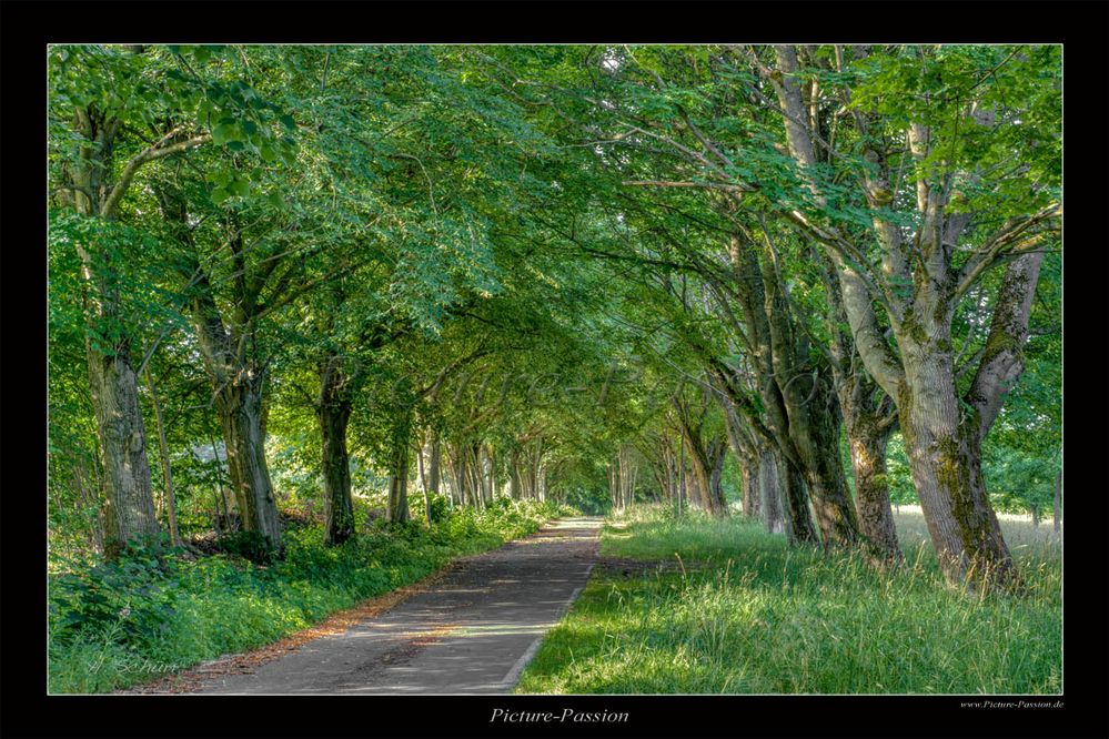 Allee im Licht