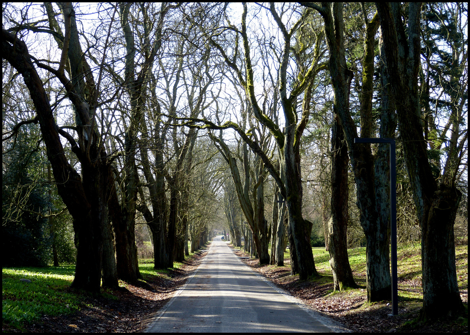 Allee im März