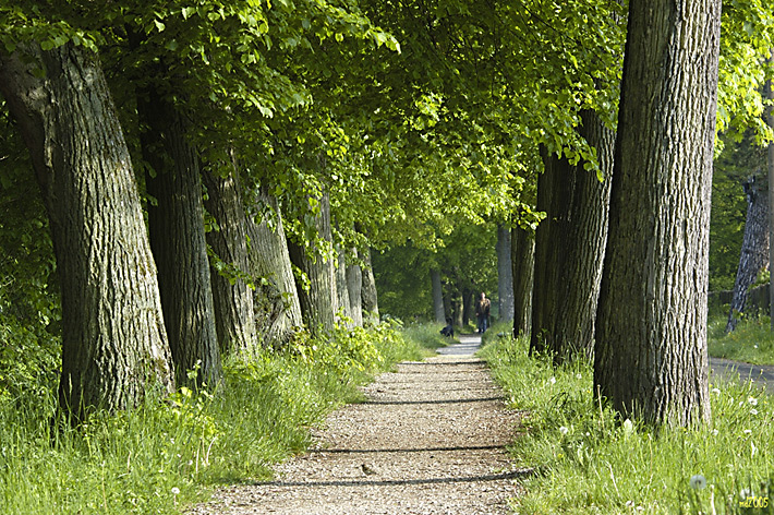 Allee im Morgenlicht