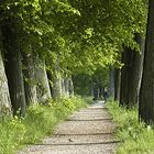 Allee im Morgenlicht