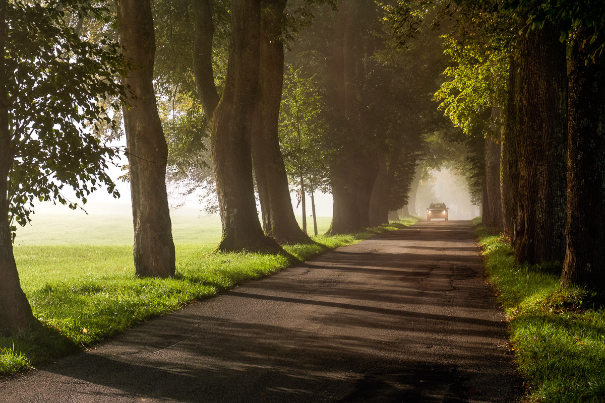 Allee im Morgenlicht