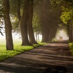 Allee im Morgenlicht