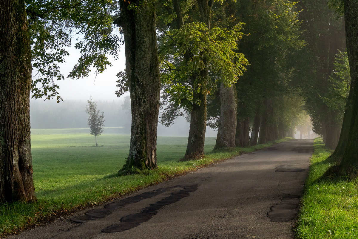 Allee im Morgenlicht II