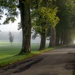 Allee im Morgenlicht II