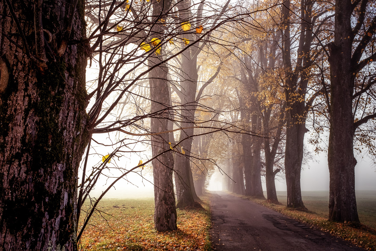 Allee im Morgenlicht III