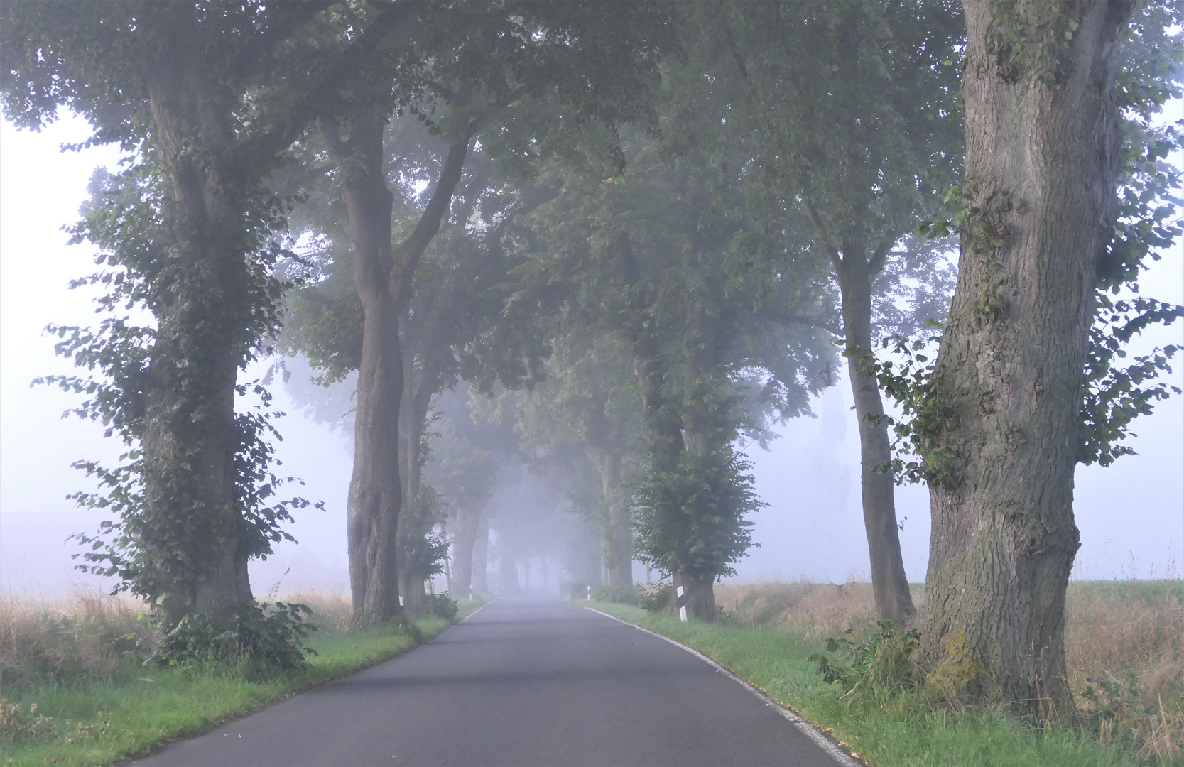 Allee im Morgennebel