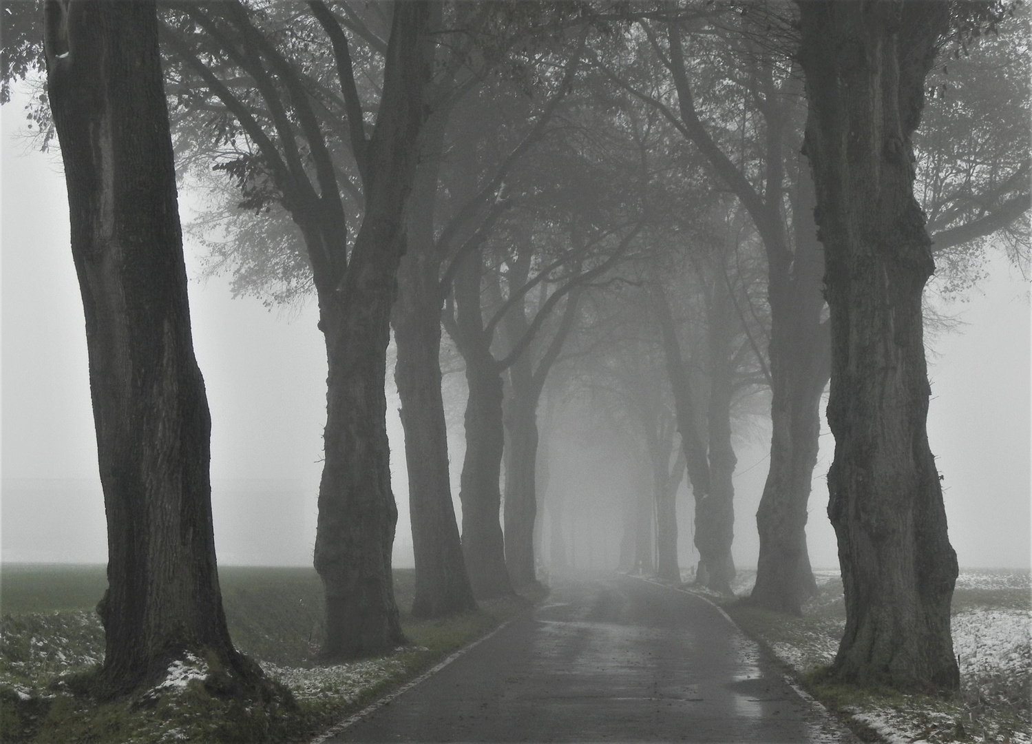 Allee im Morgennebel