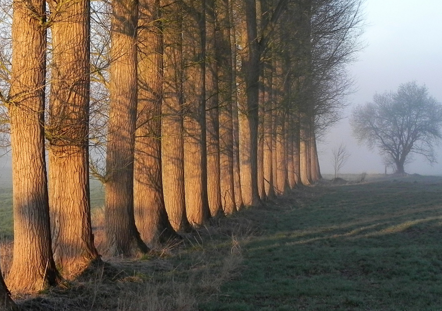 Allee im Morgennebel