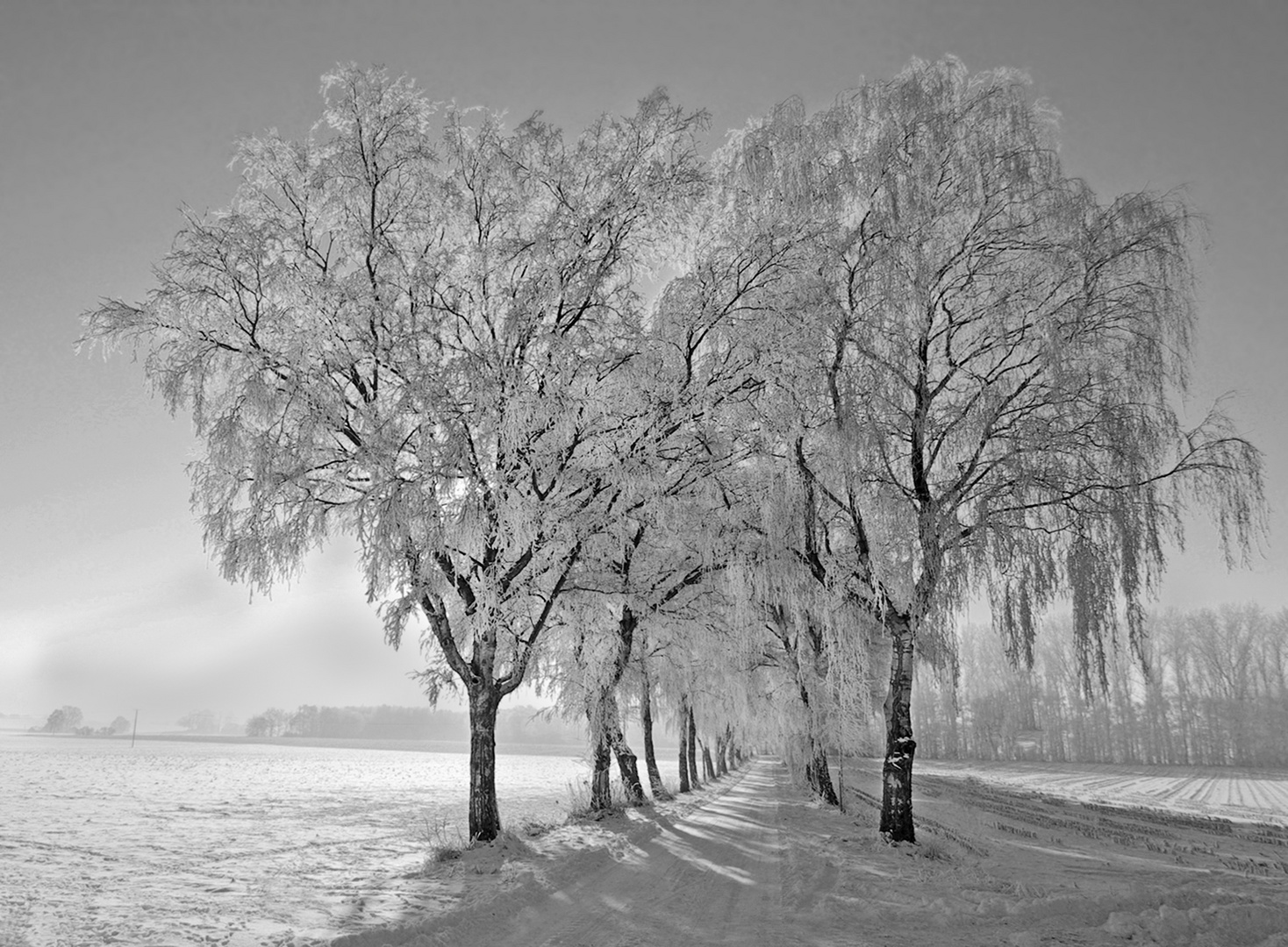 Allee im Münsterland....