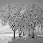 Allee im Münsterland....