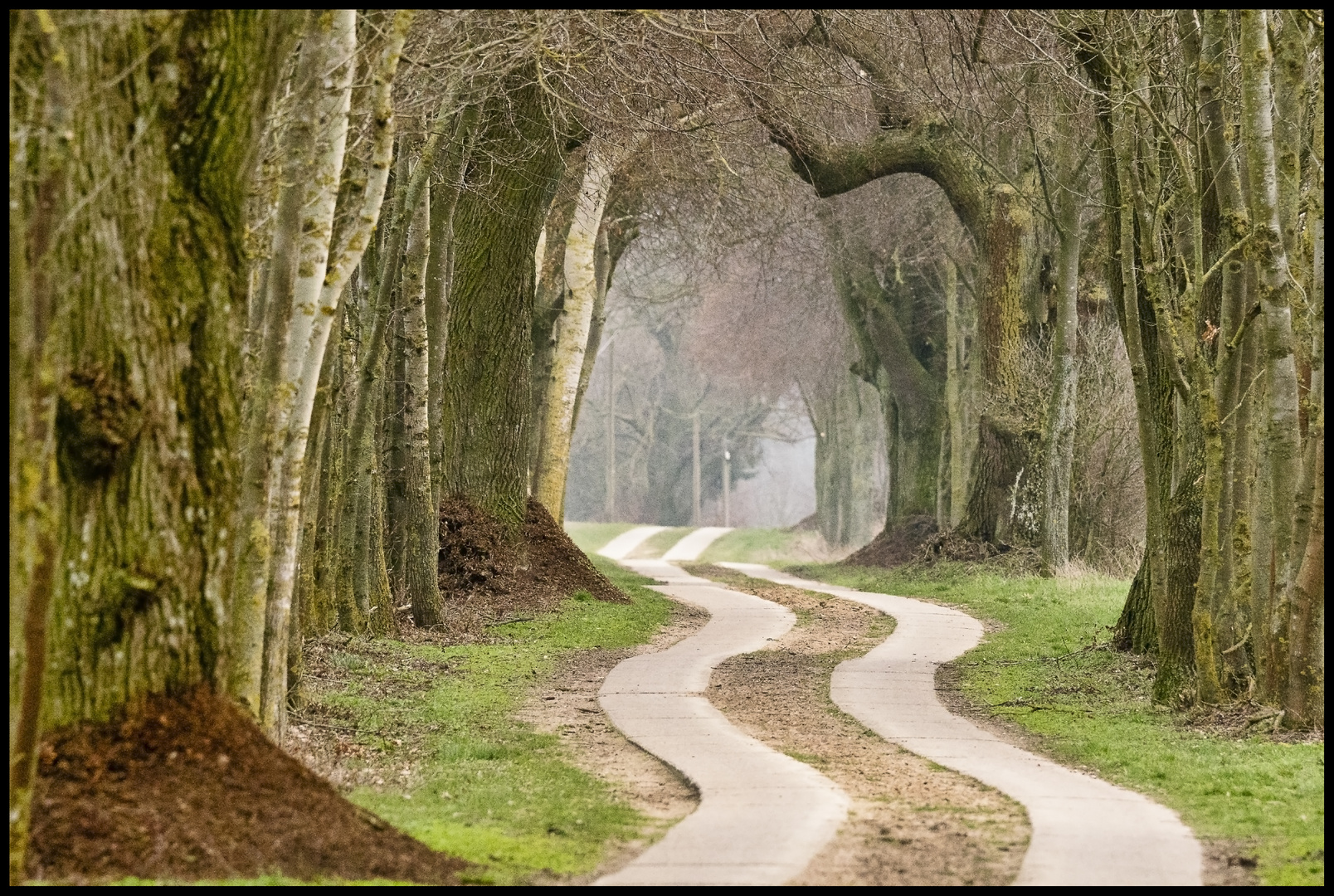 Allee im Müritz-Nationalpark - 23.03.2019