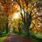 Allee im Naturschutzgebiet Mönchbruch 