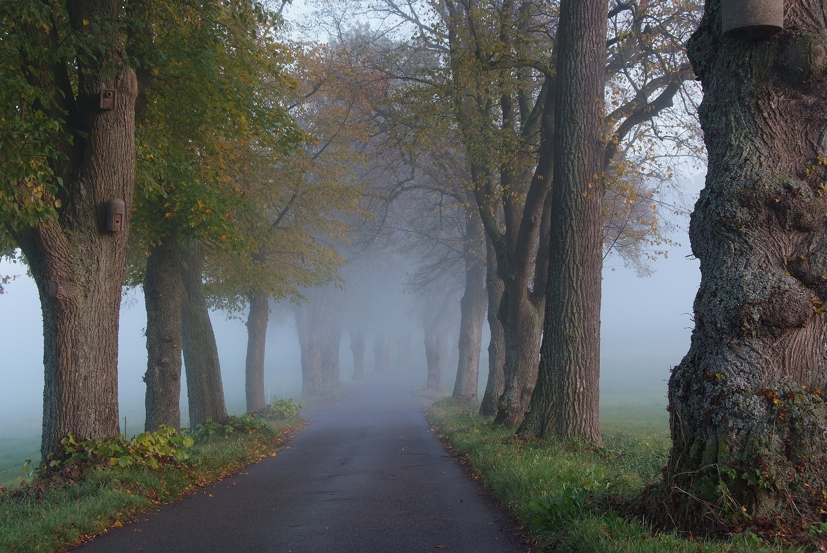 Allee im Nebel