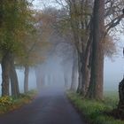 Allee im Nebel