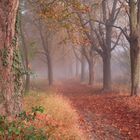 Allee im Nebel 2