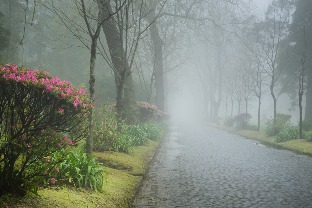 Allee im Nebel