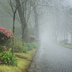 Allee im Nebel