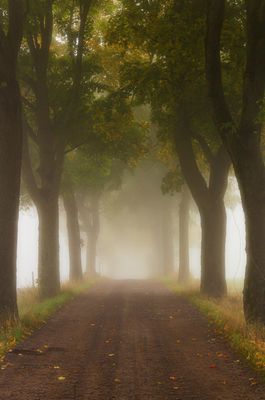 Allee im Nebel