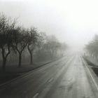 Allee im Nebel