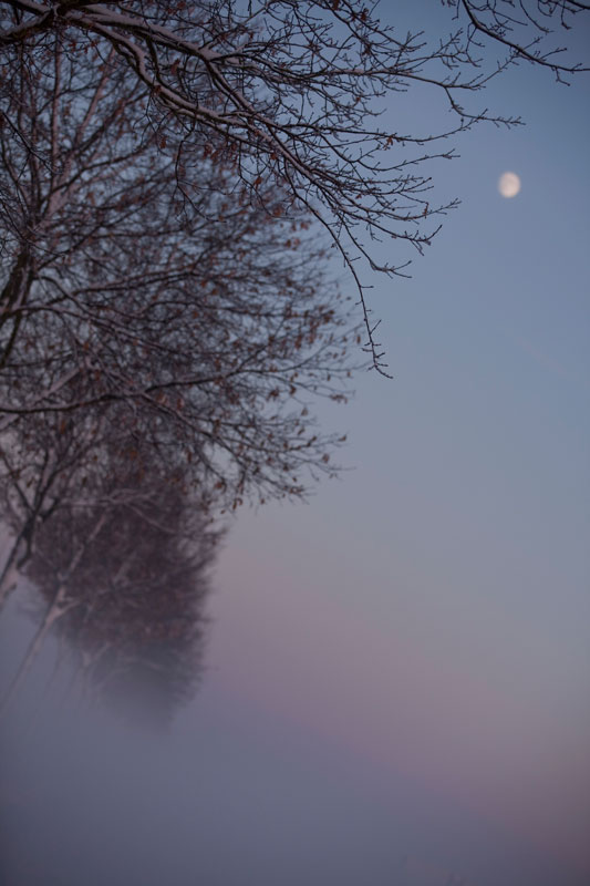 Allee im Nebel