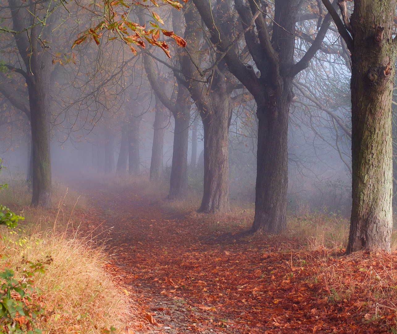 Allee im Nebel 3