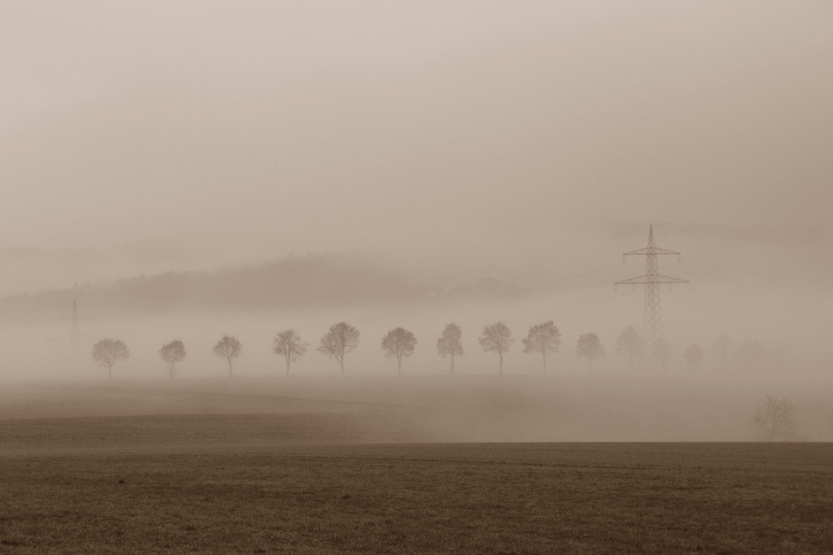 Allee im Nebel