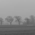 Allee im Nebel