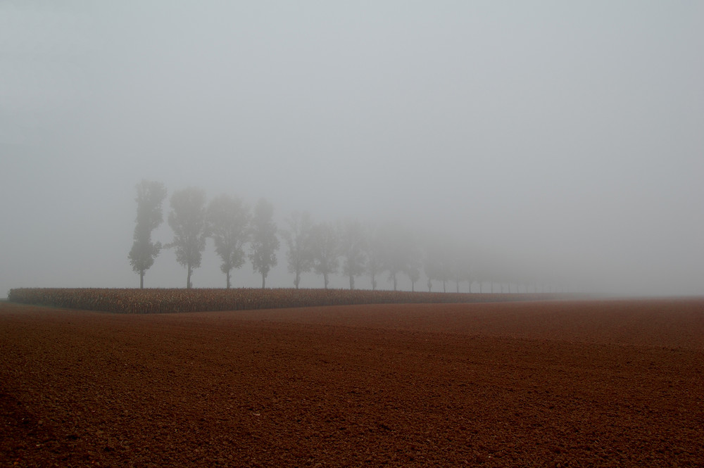 Allee im Nebel