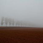 Allee im Nebel