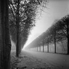  Allee im Nebel