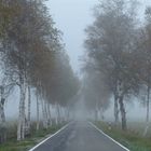 Allee im Nebel