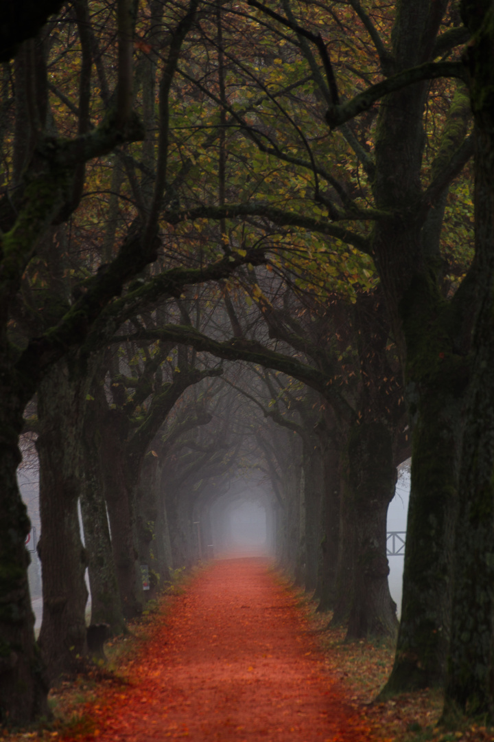 Allee im Nebel 